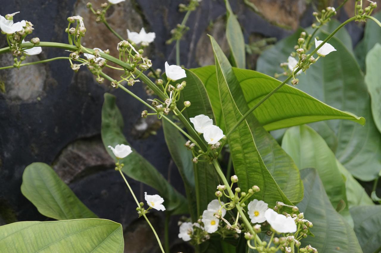 Sasak Lebung Home Senggigi Kültér fotó